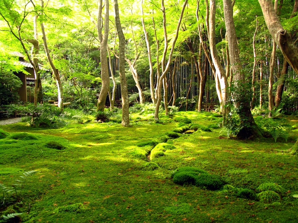 jardins-kyoto
