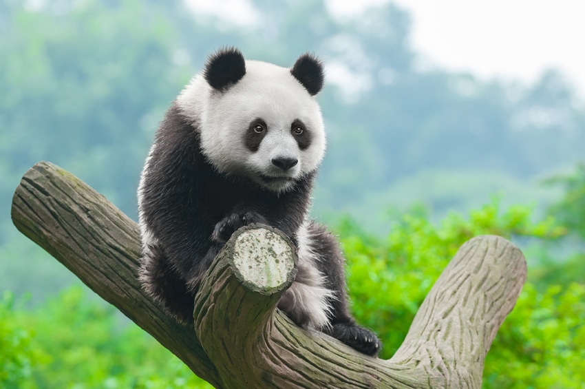 panda-geant